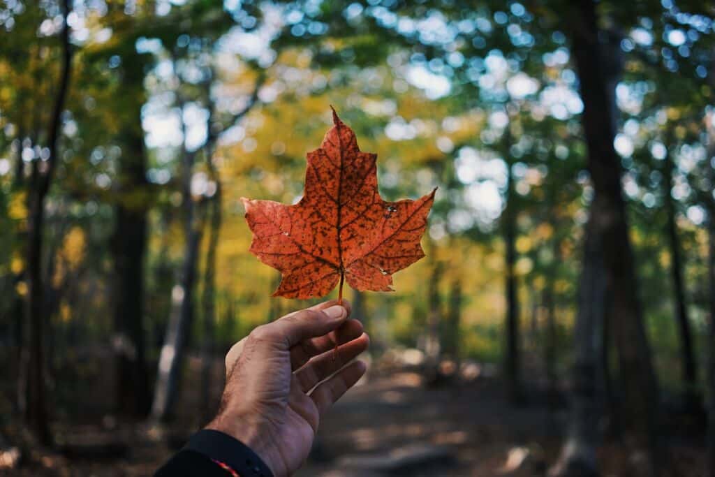 Quel niveau d'anglais pour partir vivre au Canada ?