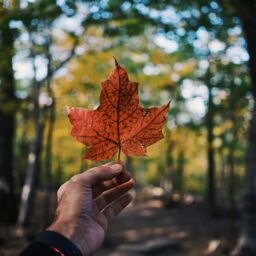 Quel niveau d'anglais pour partir vivre au Canada ?