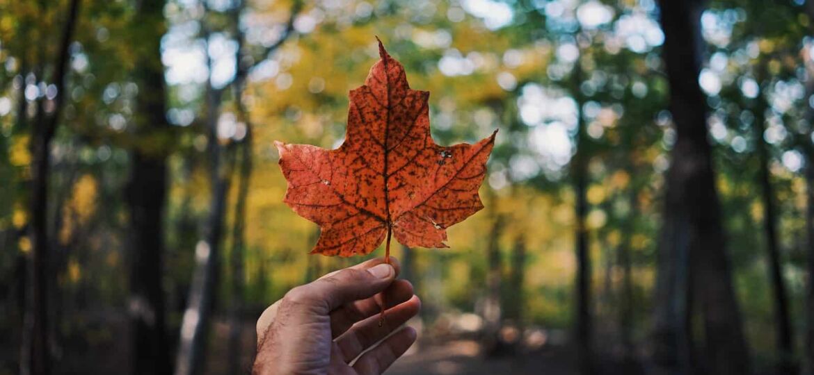 Quel niveau d'anglais pour partir vivre au Canada ?