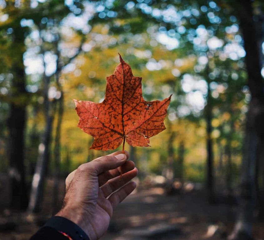 Quel niveau d'anglais pour partir vivre au Canada ?